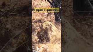 Leopard vs Porcupine Dance off Epic leopard attack #shorts #short