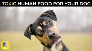 DANGEROUS AND TOXIC FOOD FOR YOURS DOGS!