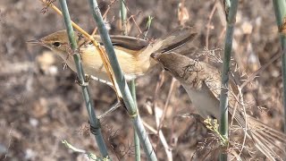 Cannaiole - Reed warbler (Acrocephalus scirpaceus)