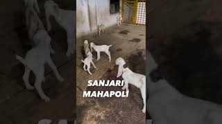 Sanjari goat farms breeding result