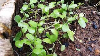 Cabbage  Plants (After 2 weeks of germination) - අතු ගෝවා පැළ