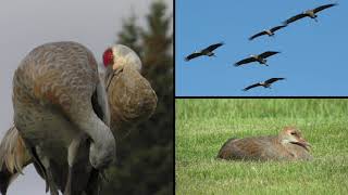 Homer Sandhill Cranes 2019--Best of Season Photos