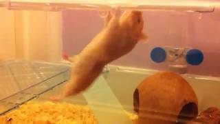 my hamster eats cheese from top of cage while hanging!