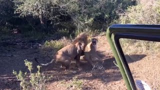 Lion mating gone wrong