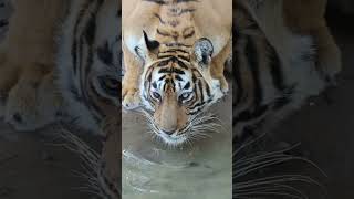 Thirsty tigress spotted at Ranthambore National Park #yt #ytshorts #shorts #youtubeshorts #short