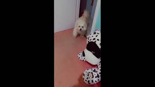 MALTESE DOG #short