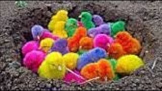 VERY PLEASANT!! Find colorful chicks in the garden