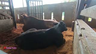 SAPI BELGIAN BLUE USIA 4 BULAN