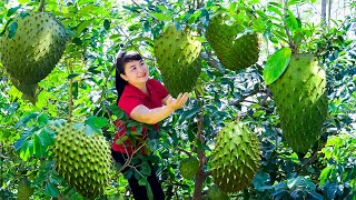 How to Harvest Soursop Tree, goes To Market Sell - Harvesting and Cooking |Tieu Vy Daily Life