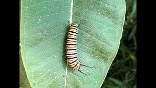 Monarch caterpillar and inch worm on a milkweed leaf video