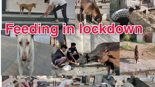 Feeding homeless animals in lockdown must watch | Almost 30 dogs in a day |  lockdown in jaipur