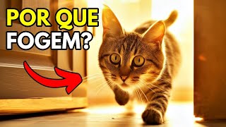 Por que os Gatos FOGEM? E como Prevenir e Fazer ele Não Querer Mais Fugir de Casa