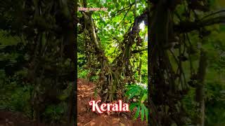 Kerala#reels #nature#love #youtubeshorts #trending #viral @VinnyTeluguVlogs @keralatourism #newreels