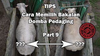 Part 9 Cara Memilih Bakalan Domba Pedaging || Biar Makin Untung ‼️