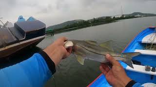 pesca de pargos y  robalos en los barcos