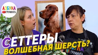 Ирландский сеттер: уход, груминг и темперамент породы. Интервью о породе