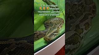 Терпения удава и мудрости змеи всем нам! 😁😍 Красотка? Доброй осени, дорогие друзья! 💌✨☘️