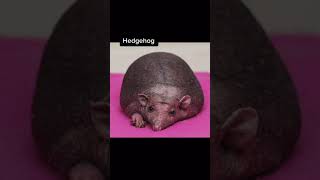 YOU WONT BELIEVE HOW THESE ANIMALS LOOK WITH NO HAIR. #TIKTOKSHORT #SHORTS