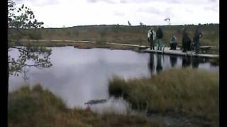 Kuresoo bog, Ingatsi boardwalk.AVI