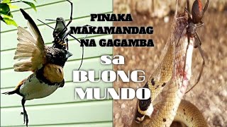 GAGAMBA na kayang PUMATAY ng AHAS | 10 PINAKAMAPANGANIB NA GAGAMBA