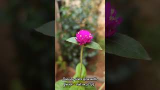 Dancing flower|Globe Amaranth flower |shot on samsung S21FE |#Shorts