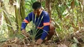 FULL VIDEO: 30Days living on mountain, planting Lemon grass,banana and ube #farming  #philippines