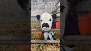 cute baby🥰🥰 #cow #viral #cattlefarm #shorts