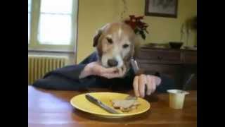 Dogs Having Lunch