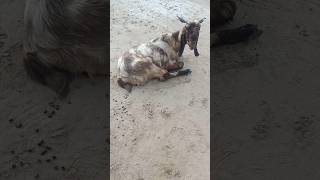 #goats Heavy weight brown goat in relax mood in Village goatfarm #goatlovers