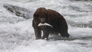 "Bear Force One" (747) catches first Brooks Falls salmon in 2024 (4K video)