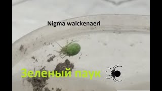 Зеленый паук - nigma