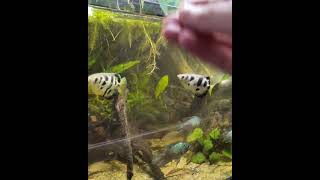 Giving the archer fish their snackages.