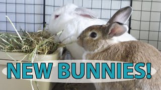 I Got Bunnies - Rabbit Introductions