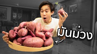 🍠  ปลูกมันม่วงเป็นแล้วครับ! 🍠 | บอสแพลนท์เบส Ep.11