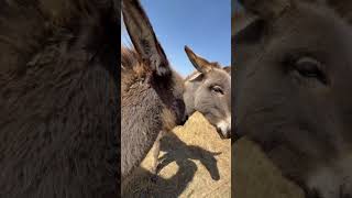 Tickles This Donkeys Lip - Cool 🫏 100%