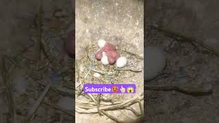 Newborn chick's update ❤️🤩👆🏼 subscribe please ❤️ #remix #music #funk #budgies #lovebird #birds