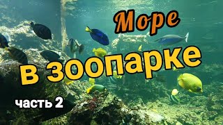 Магия моря в аквариумах зоопарка #beautyofnature #aquarium #аквариумистика