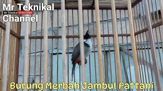 Burung Merbah Jambul