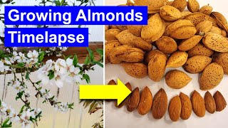 Growing Almonds Timelapse - from Flowers to Fruiting to Nuts