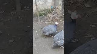 New guinea Fowls Has Arrived In Home #youtube #subscribe #shorts #viral #cute #funny #youtubeshorts