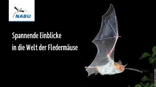 Spannende Einblicke in die Welt der Fledermäuse