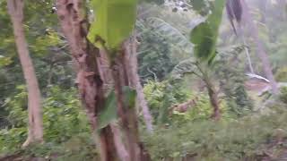 Lahan baru untuk kebun jagung dan durian