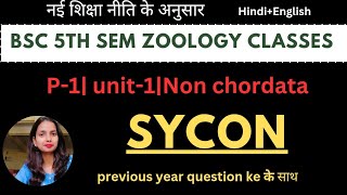 Bsc 5th sem zoology class|P1|unit-1|Sycon|diversity of nonchordata|withPYQ#bsc5thsemester#bsc