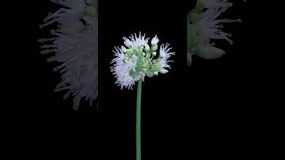 "Bloom in Motion: A Time-Lapse Journey through Beautiful Flowers" #shorts