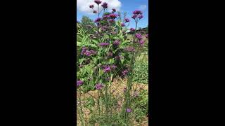 Onze biologisch moestuin in beeld met TUIN TIPS!