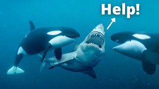 Orcas vs Great White Sharks || Strength Comparison