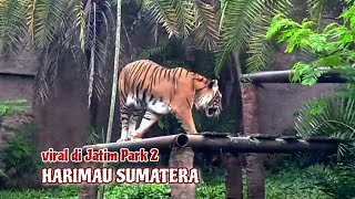 viral di Jatim Park 2 || Harimau Sumatera #jatimpark2 #tiwoltv