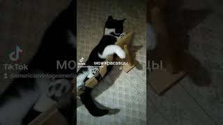 мои красавцы. #муся #кузя #кроха #коты