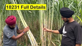 18231 गन्ना प्रजाति- पहचान,रोग,उत्पादन,बीज | Full Details of 18231 sugarcane variety