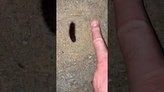 Giant Leopard Moth 🐛🧐 caterpillar baby #animals #dangerous #wildlife #nature #travel #animali